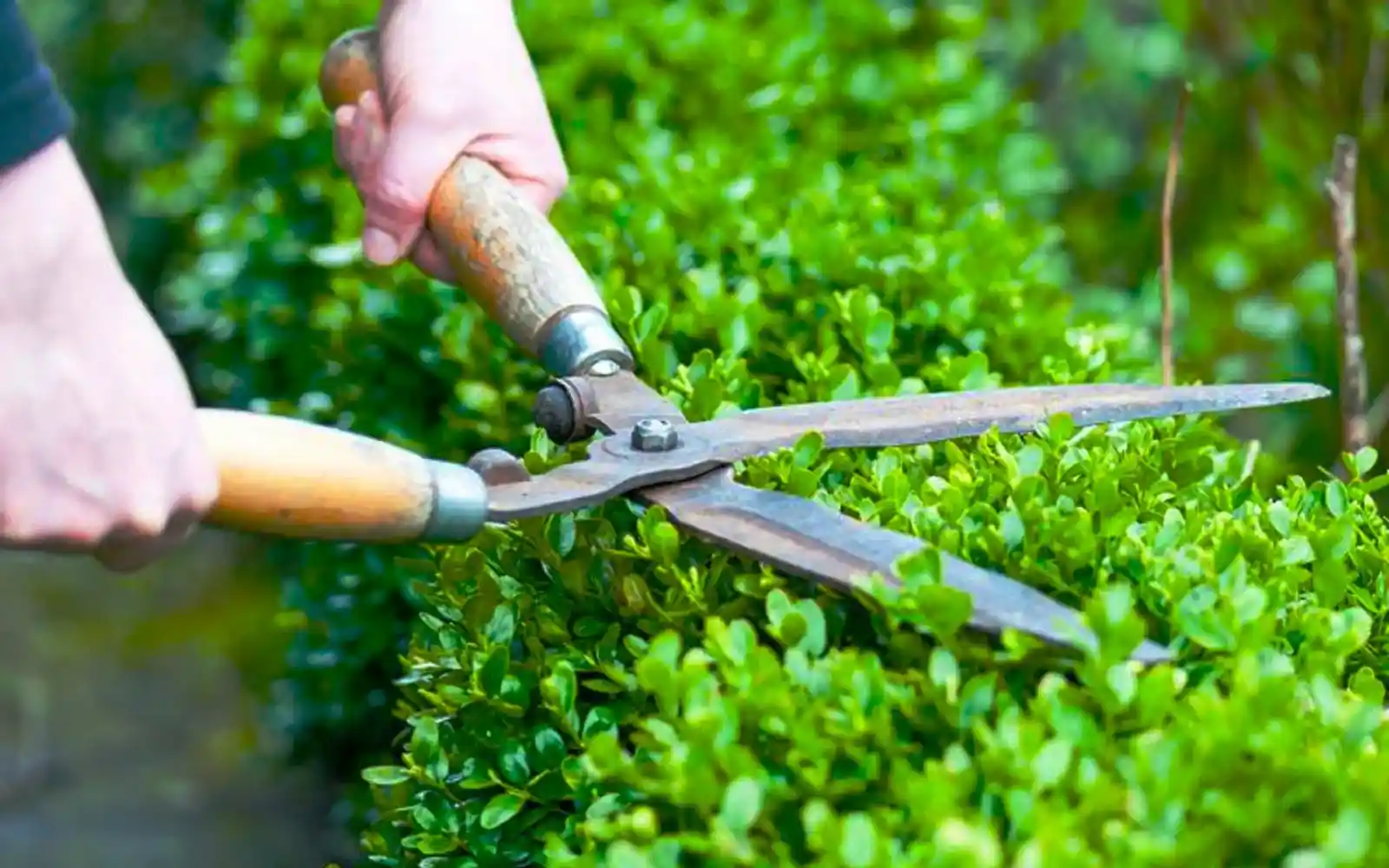 Choosing the Best Grass Type for Your Garden