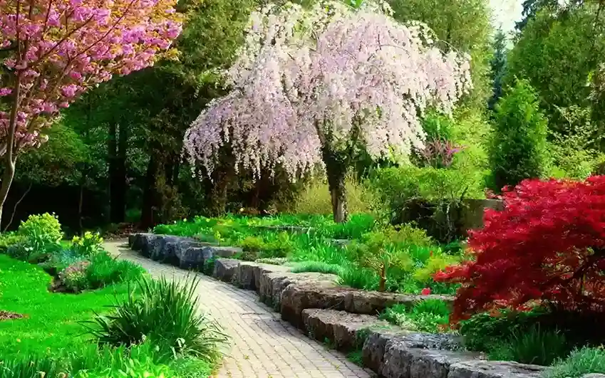 Top 5 Trees to Provide Screening in Your Garden