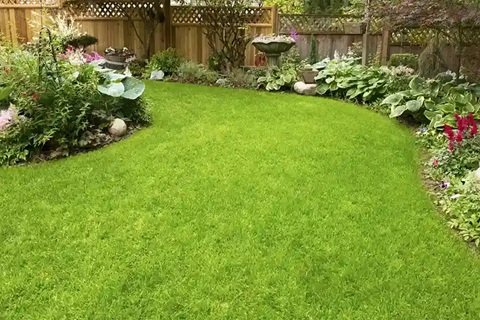 Lawn