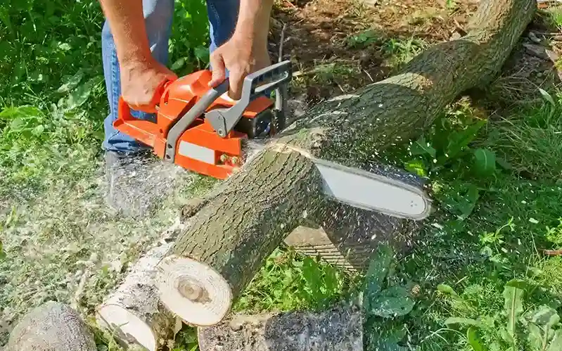 How to Replace Cut Trees with Better Landscaping Option