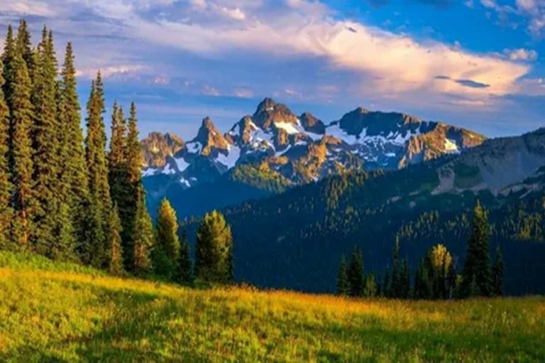 Natural Landscape Company